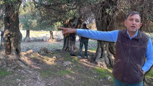 Gökçeada’nın Bin Yıllık Zeytinlerinin Gizemli Kökeni Türkiye’de Yalnızca Bu Adada