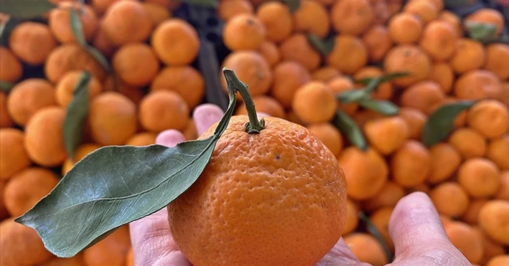 Kasım Ayında Market Rafındaki Ürünlerin Yarısından Fazlasında Fiyatlar Geriledi