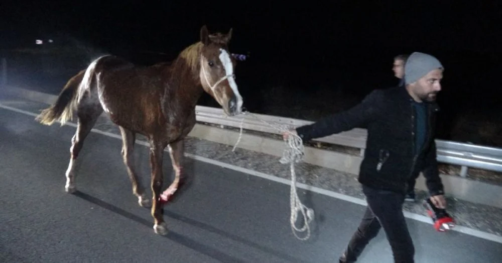 Malatya’da Sultansuyu İşletmesi’nden Kaçan Yarış Atları Kazaya Ve Ölümlere Yol Açtı
