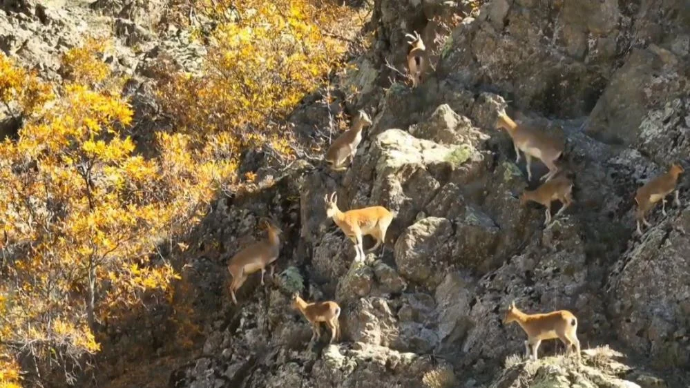 Erzincan’ın Dağlarında Nesli Koruma Altındaki Yaban Keçileri Görüntülendi