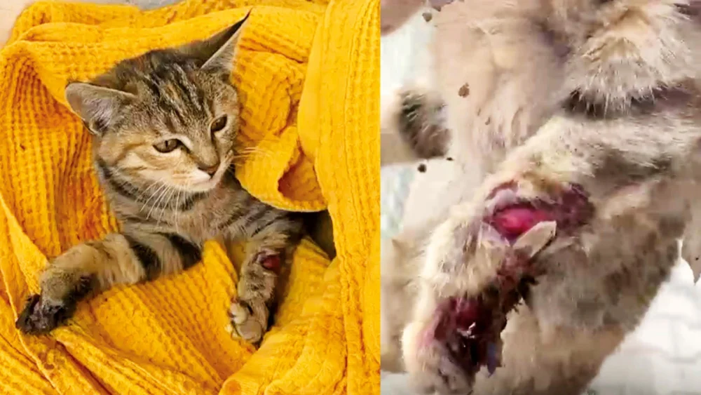 Mamak’ta Vahşice İşkence Edilen Yavru Kedi Tüm Çabalara Rağmen Öldü