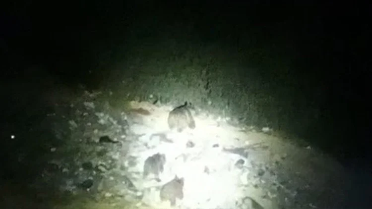 Çukurca’da Yol Kenarında Görülen Ayı Ve Yavruları İlgi Odağı Oldu