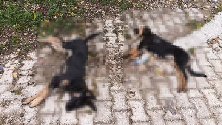 Yalvaç Hisarardı Köyünde Beş Sokak Köpeği Ölü Bulundu Valilik Soruşturma Başlattı