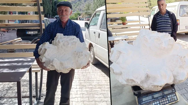 Avşar Mahallesinde Yaylada Bulunan 19 Kiloluk Dev Mantar Hayret Uyandırdı