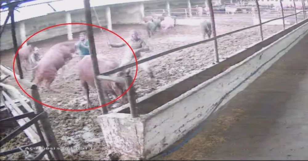 Amasya’da Besiciye Boğa Saldırısı Güvenlik Kamerasına Yansıdı Çalışanlar Yaralıya Yardım Etti